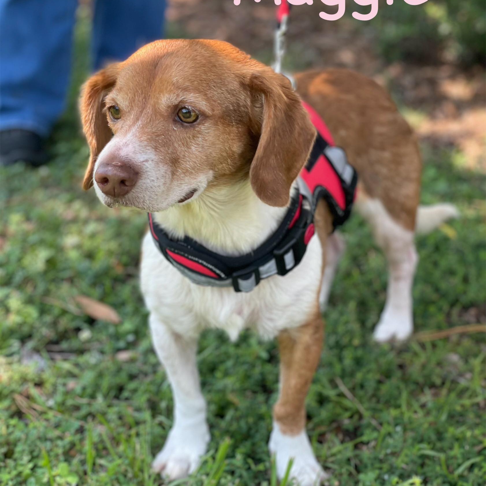 MAGGIE 4
