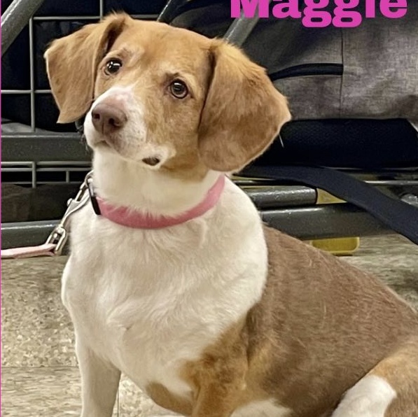 MAGGIE 2