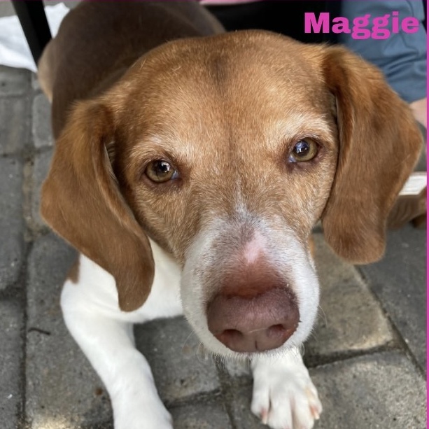 MAGGIE