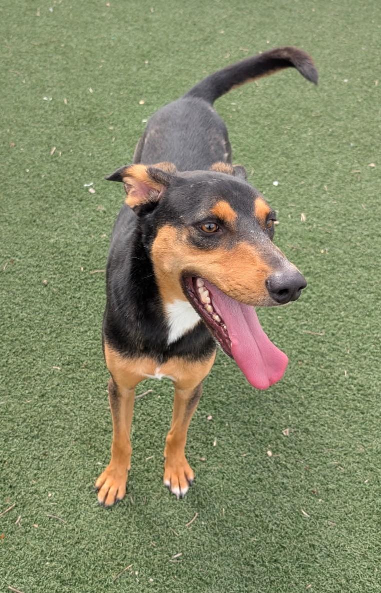 Enlarge Wahoo, a Adoptable mixed breed in Benson, AZ image 1/1