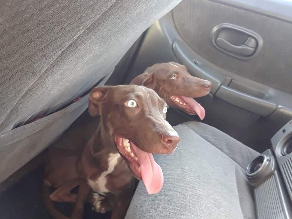 Hallie, a Adopted mixed breed in Wausau, WI image 1/3