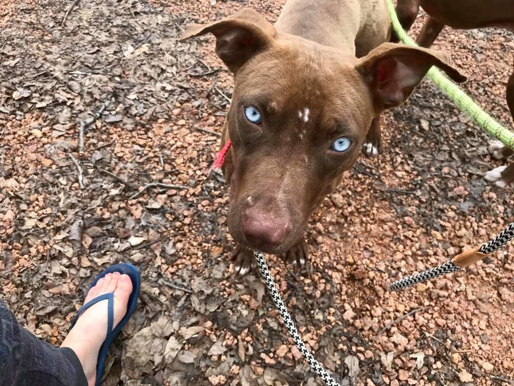 Hallie, a Adopted mixed breed in Wausau, WI image 2/3