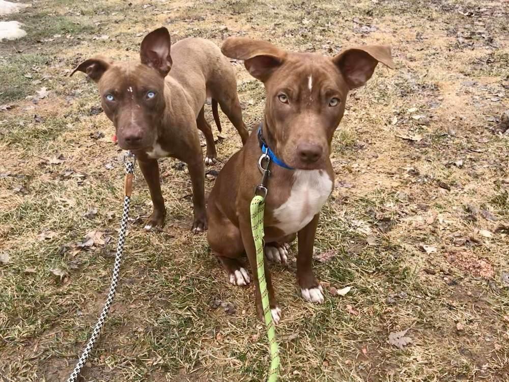 Hallie, a Adopted mixed breed in Wausau, WI image 3/3