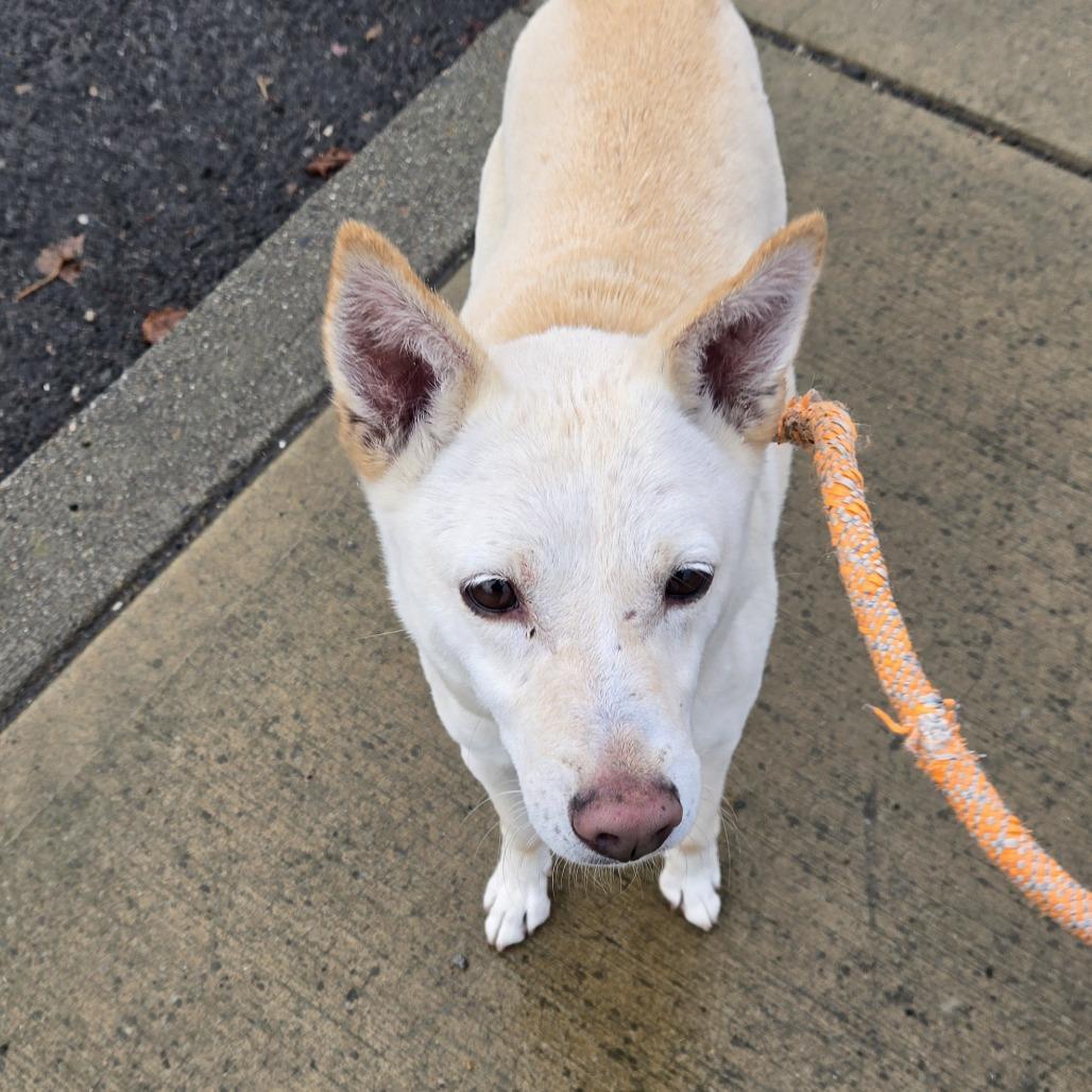 Enlarge Olaf, a Adoptable mixed breed in Spokane, WA image 1/6