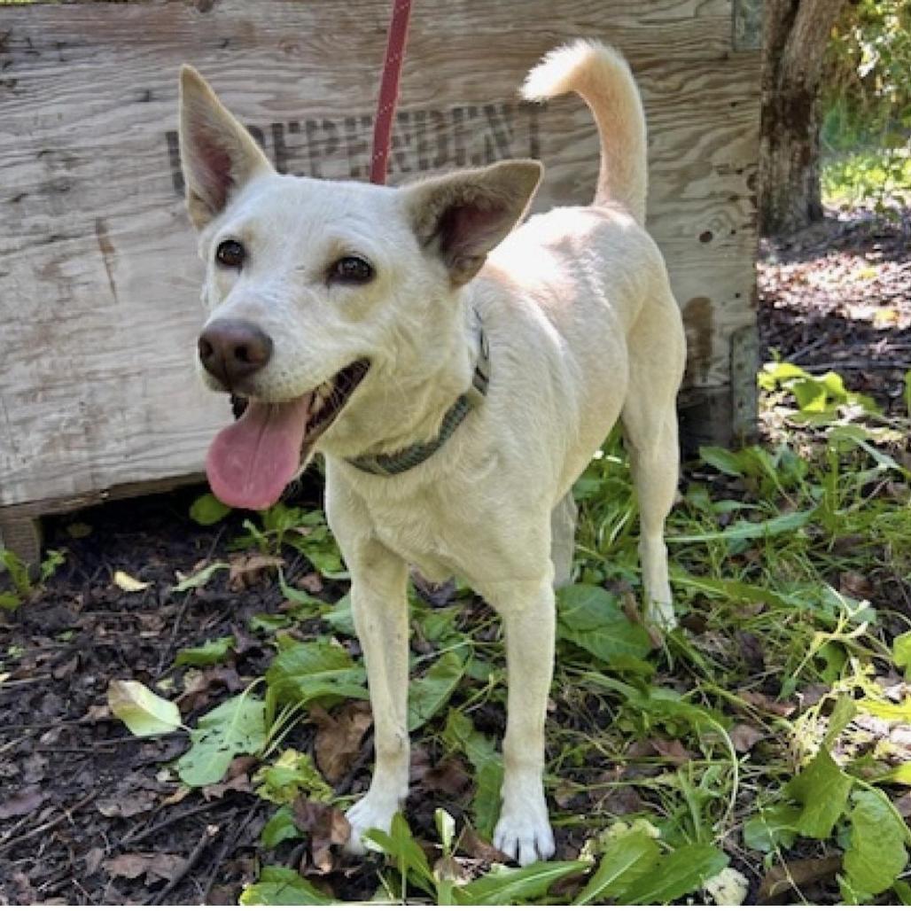 Enlarge Olaf, a Adoptable mixed breed in Spokane, WA image 2/6