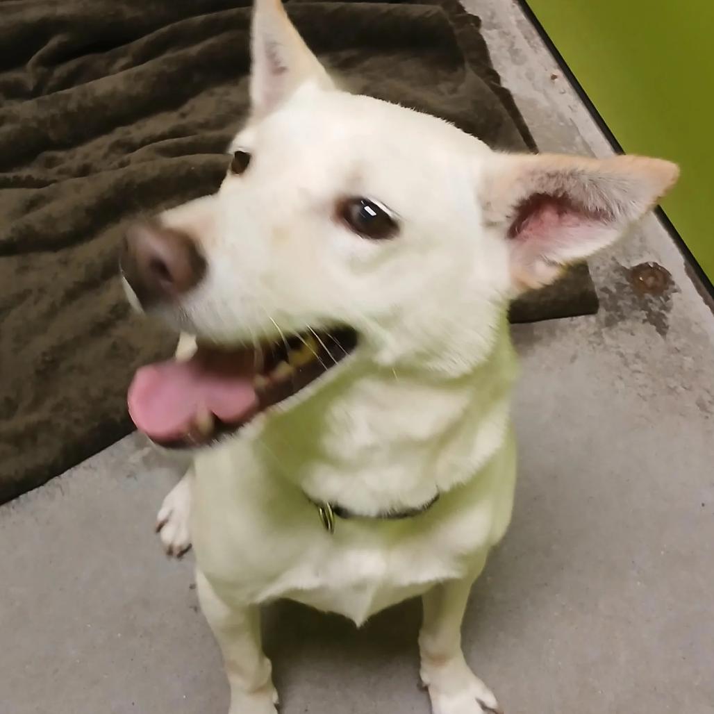 Enlarge Olaf, a Adoptable mixed breed in Spokane, WA image 3/6