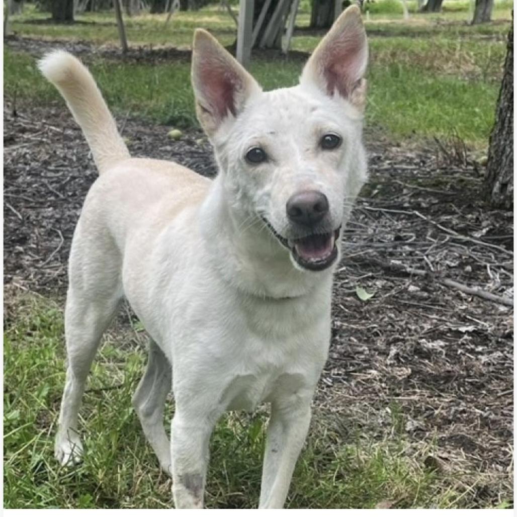 Enlarge Olaf, a Adoptable mixed breed in Spokane, WA image 4/6