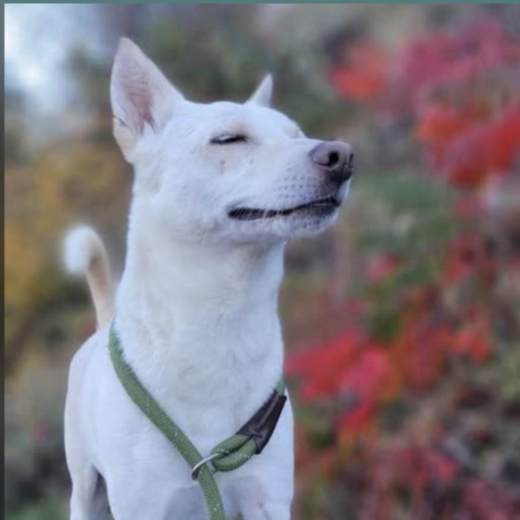 Enlarge Olaf, a Adoptable mixed breed in Spokane, WA image 5/6