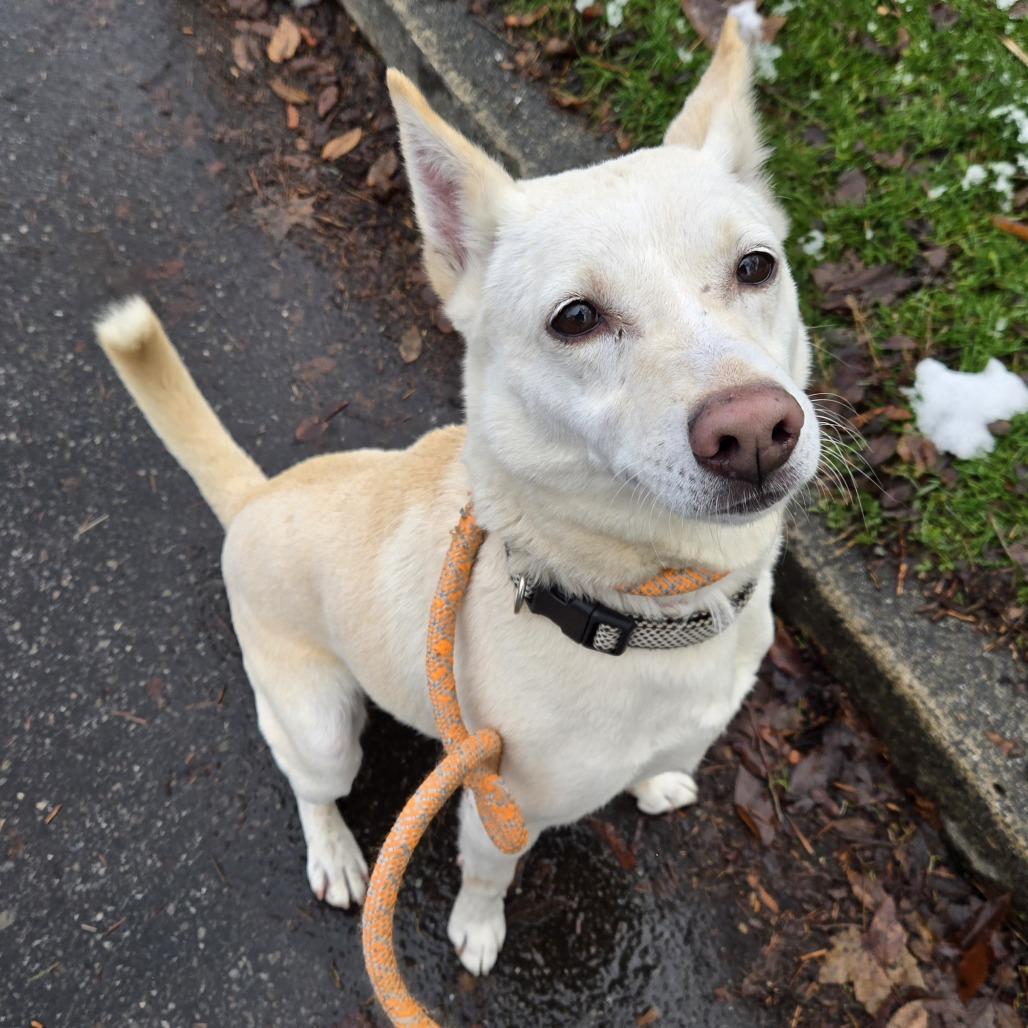 Enlarge Olaf, a Adoptable mixed breed in Spokane, WA image 6/6