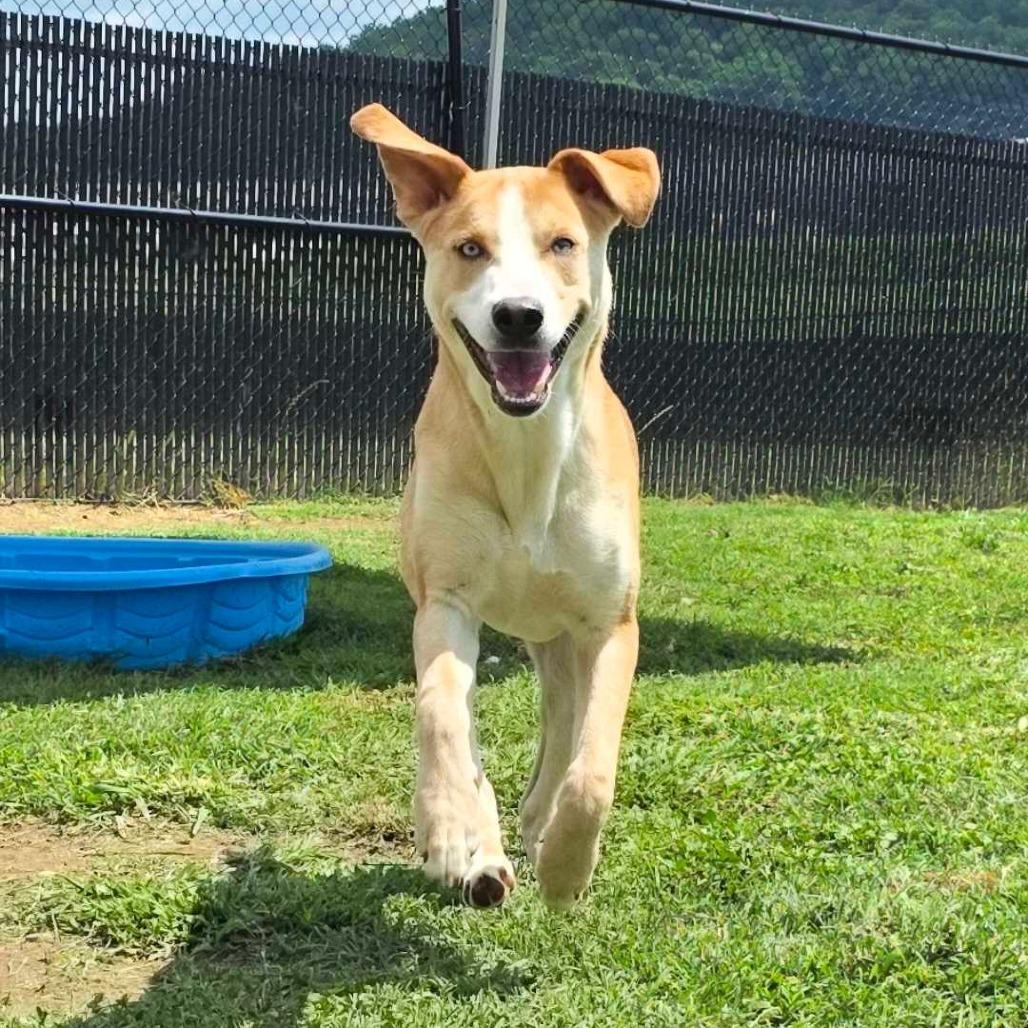 Spyro, Adoptable, Adult Male Husky & Mixed Breed.