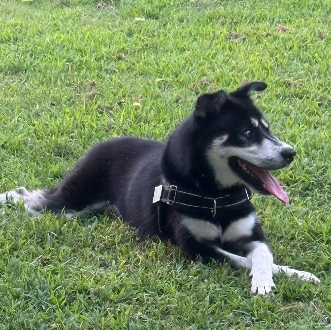 Bandit, a ADOPTABLE mixed breed in Dunn, NC image 3/3
