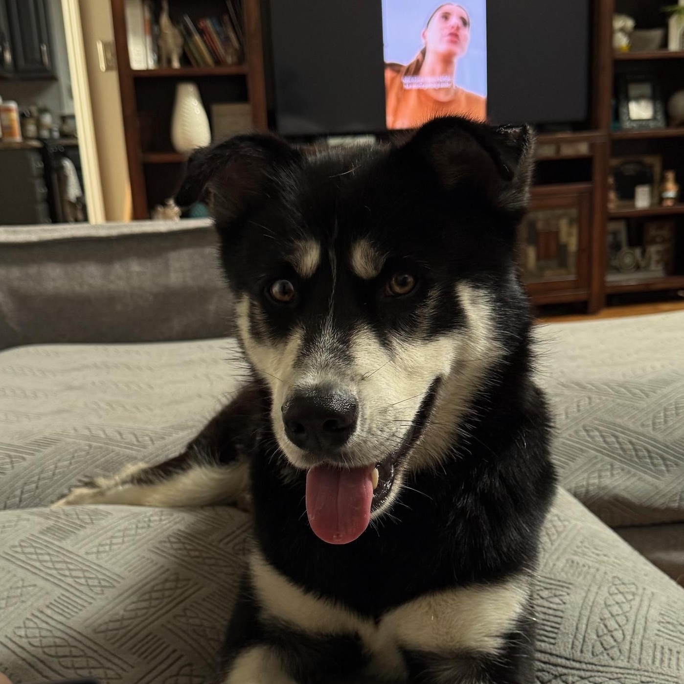 Bandit, ADOPTABLE, Adult Male Shepherd & Husky.