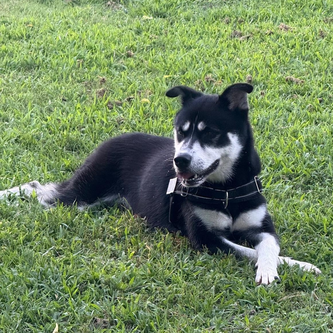 Bandit, a ADOPTABLE mixed breed in Dunn, NC image 2/3