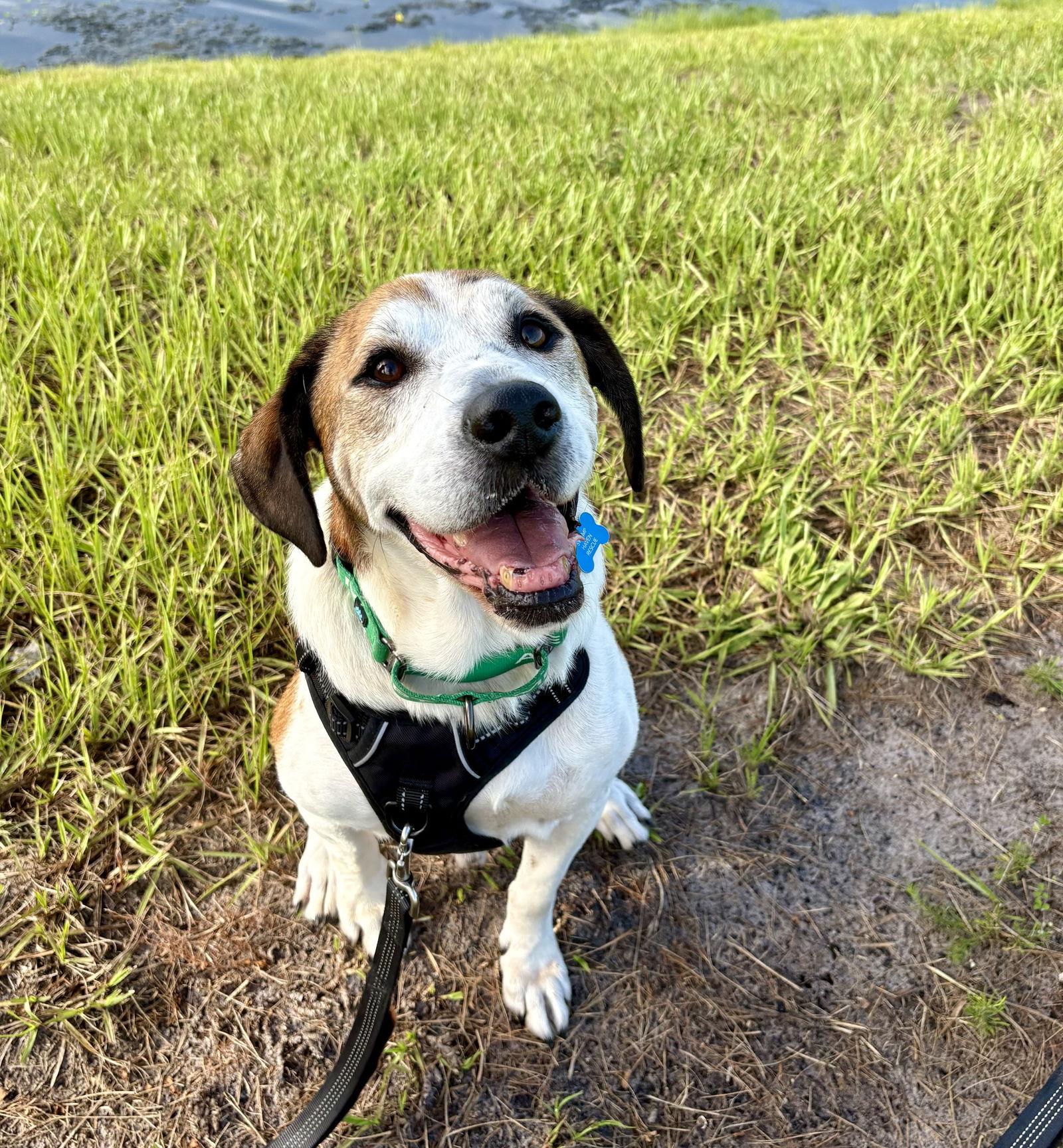 Hoagie, Adopted, Senior Male Hound.