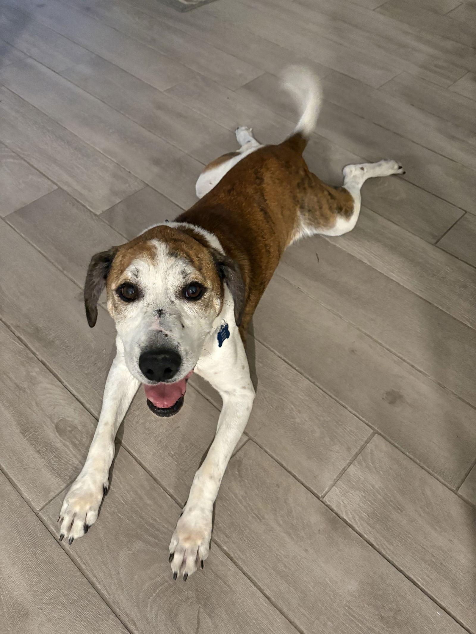 Enlarge Hoagie, a Adopted Hound in Saint Augustine, FL image 2/3