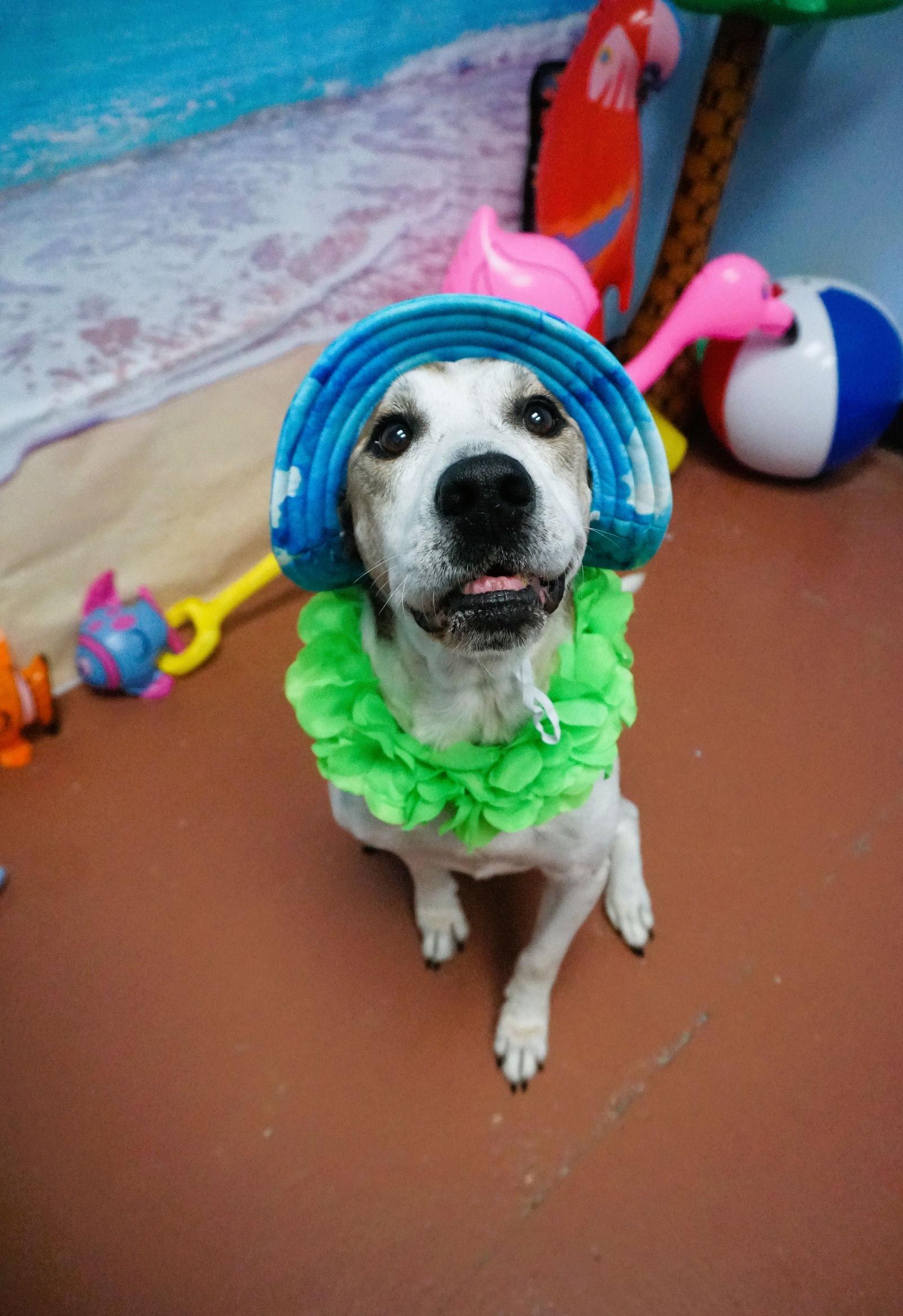 Enlarge Hoagie, a Adopted Hound in Saint Augustine, FL image 3/3