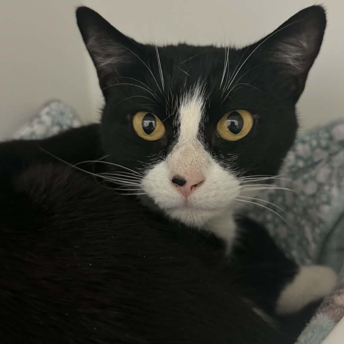 Enlarge Mariah, a ADOPTABLE American Shorthair in Danbury, CT image 1/4