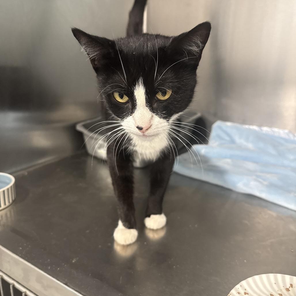 Enlarge Mariah, a ADOPTABLE American Shorthair in Danbury, CT image 2/4