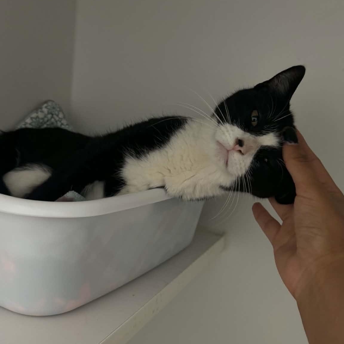 Enlarge Mariah, a ADOPTABLE American Shorthair in Danbury, CT image 3/4