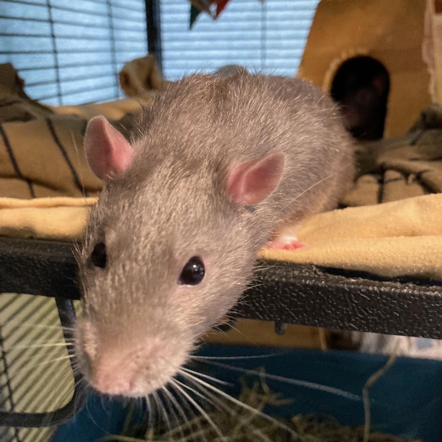 Enlarge Whiskey & Seagram, a Adoptable Rat in Grand Rapids, MI image 3/3