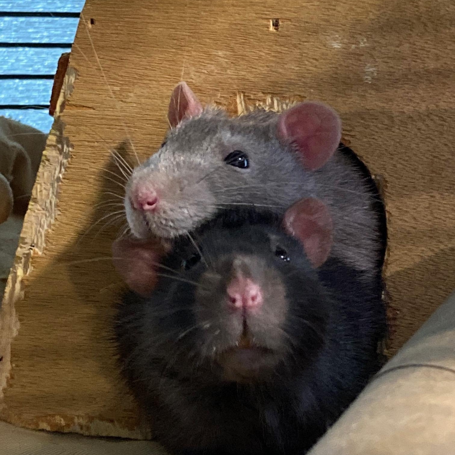 Enlarge Whiskey & Seagram, a Adoptable Rat in Grand Rapids, MI image 1/3