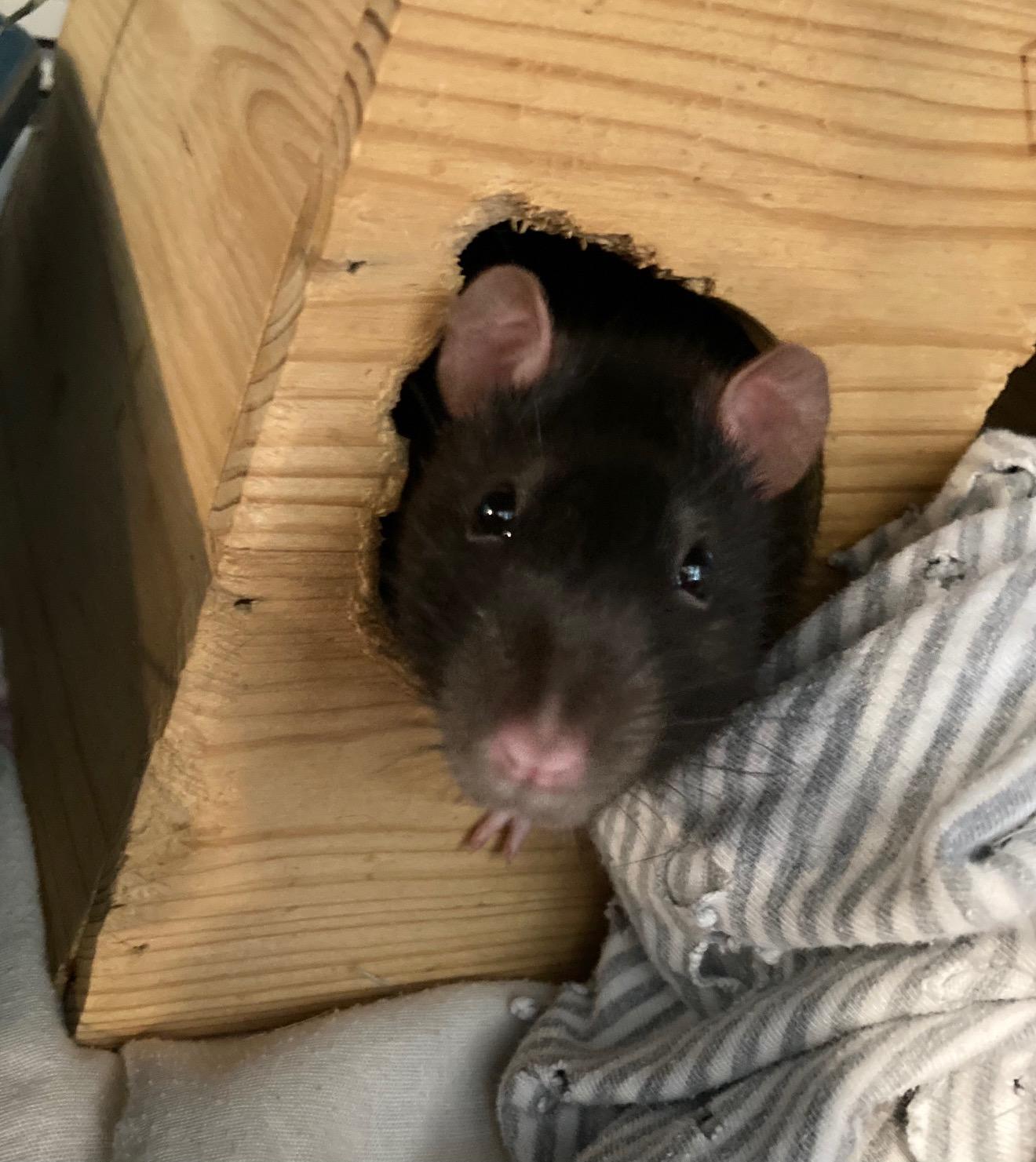 Enlarge Whiskey & Seagram, a Adoptable Rat in Grand Rapids, MI image 2/3
