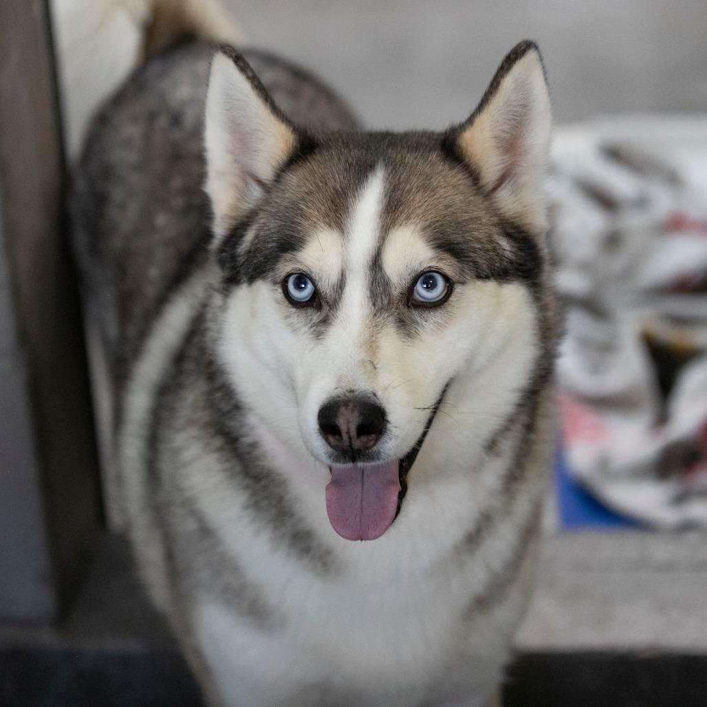 Enlarge Daisy Jane (MR26-325), a Adoptable mixed breed in Peyton, CO image 4/6