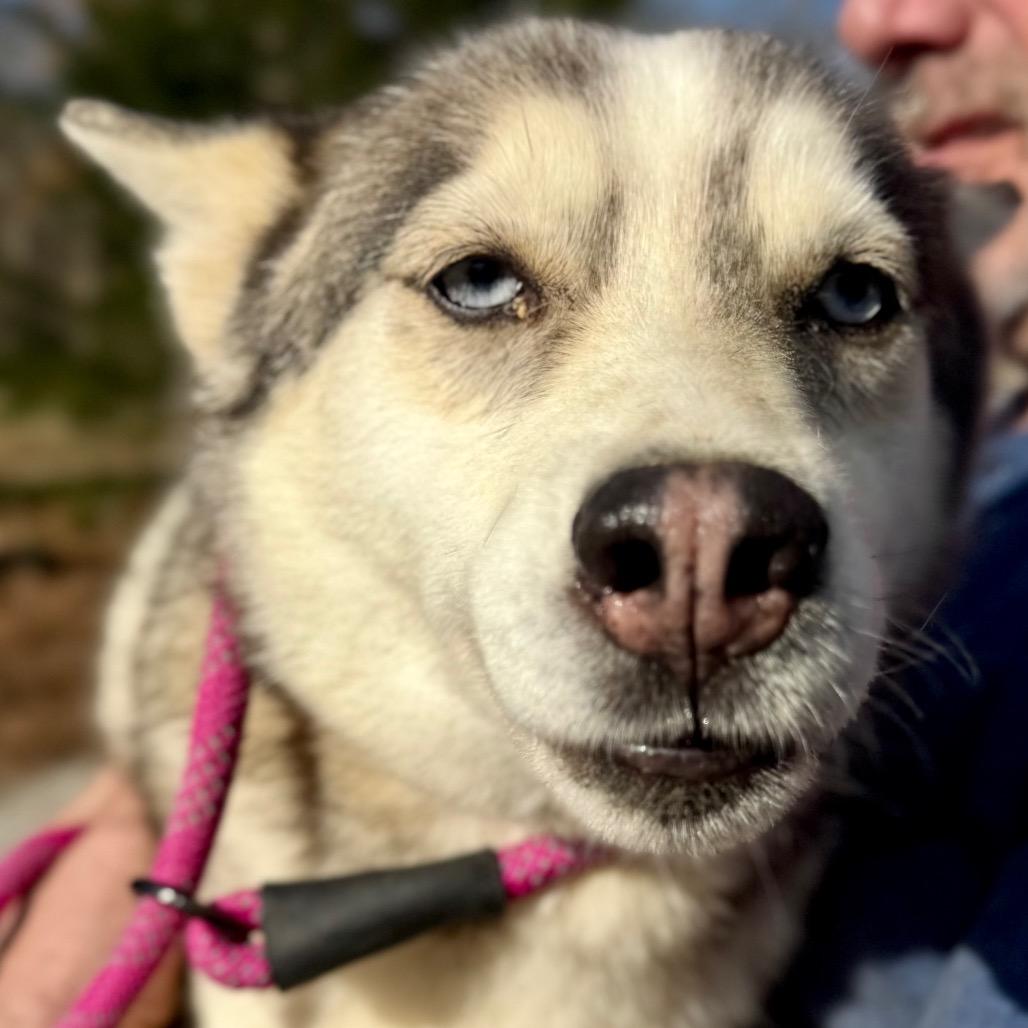 Enlarge Daisy Jane (MR26-325), a Adoptable mixed breed in Peyton, CO image 5/6