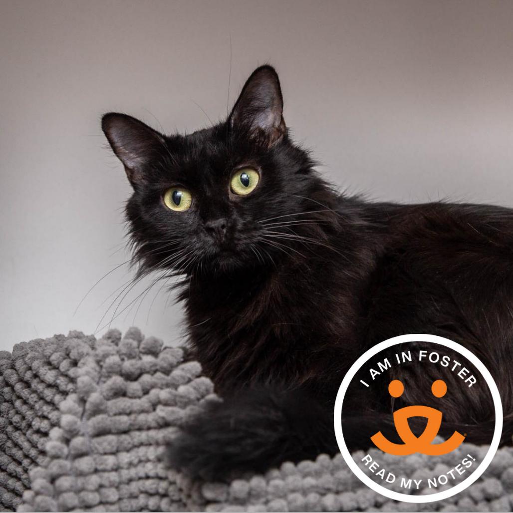 Lisa, Adoptable, Senior Female Domestic Long Hair.