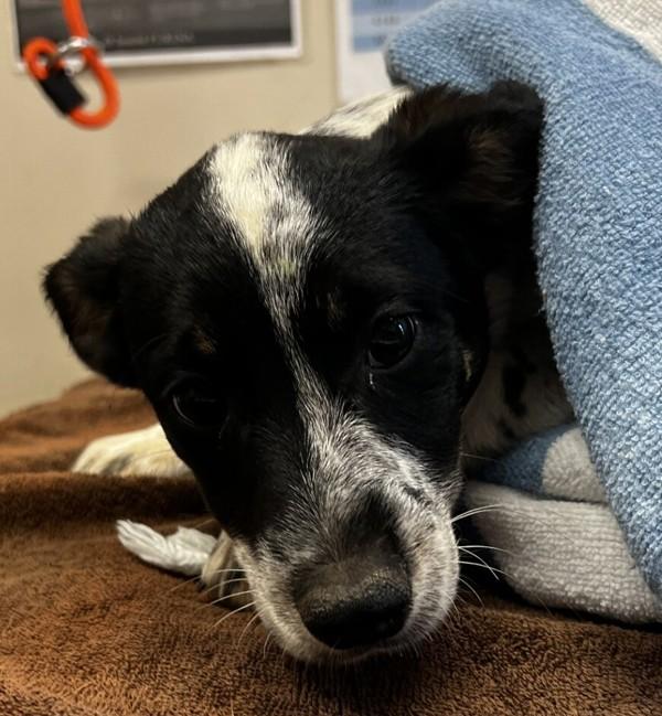 Po-Boy, Adoptable, Puppy Male Australian Cattle Dog / Blue Heeler.