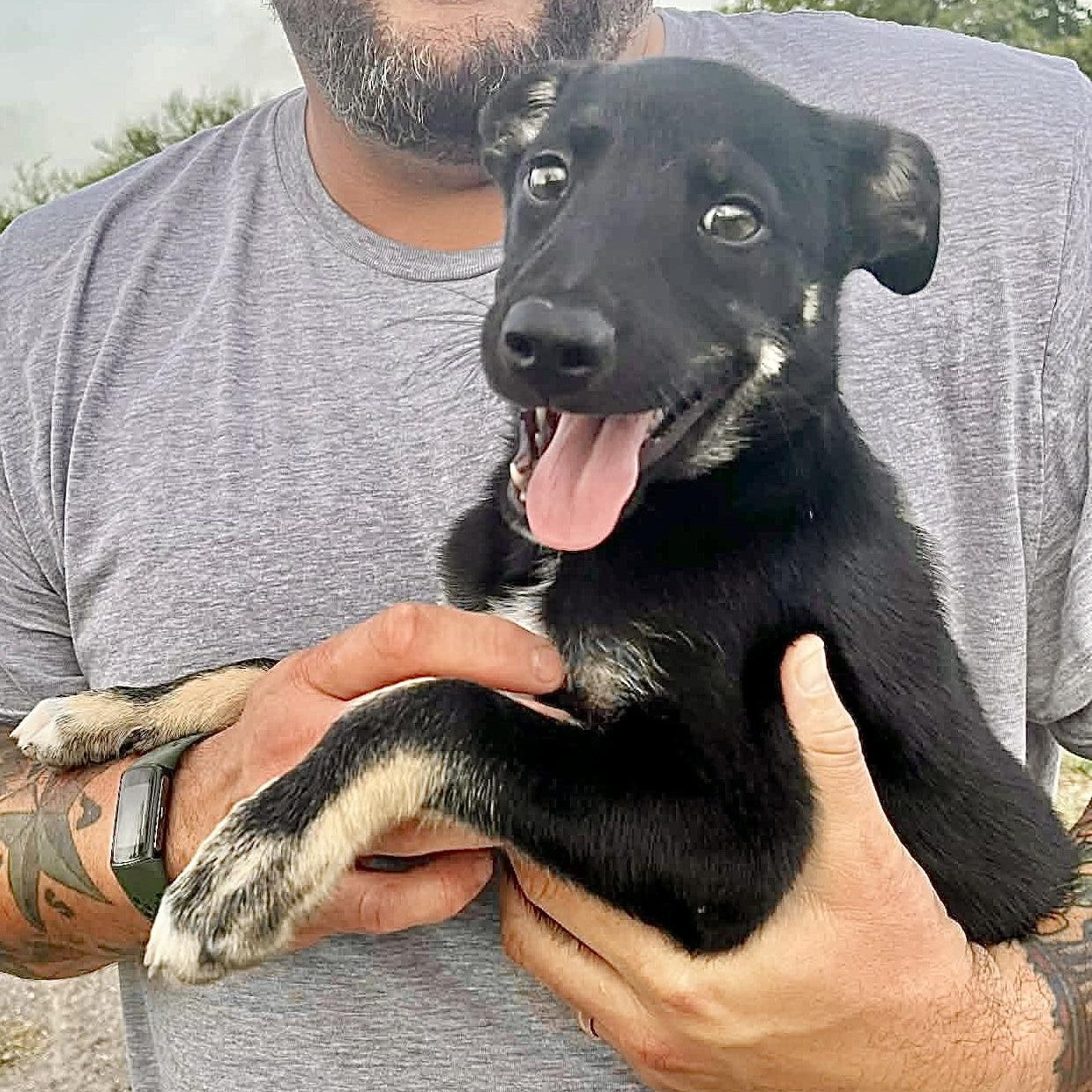 Reggie, Adoptable, Puppy Male Australian Cattle Dog / Blue Heeler & Australian Shepherd.