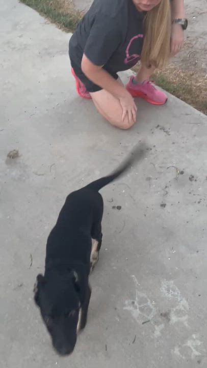 Enlarge Reggie, a Adoptable mixed breed in Poughkeepsie, NY video 2/6