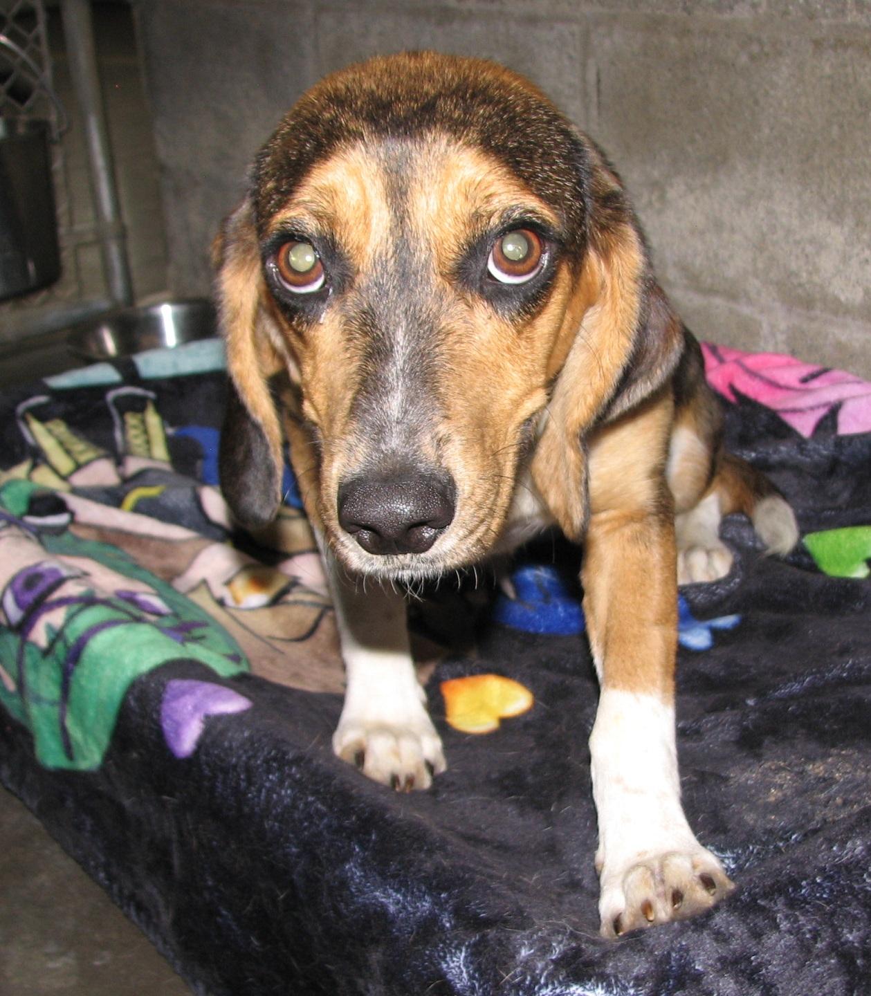Enlarge Ariel, a ADOPTABLE Beagle in Lawrenceburg, KY image 4/6
