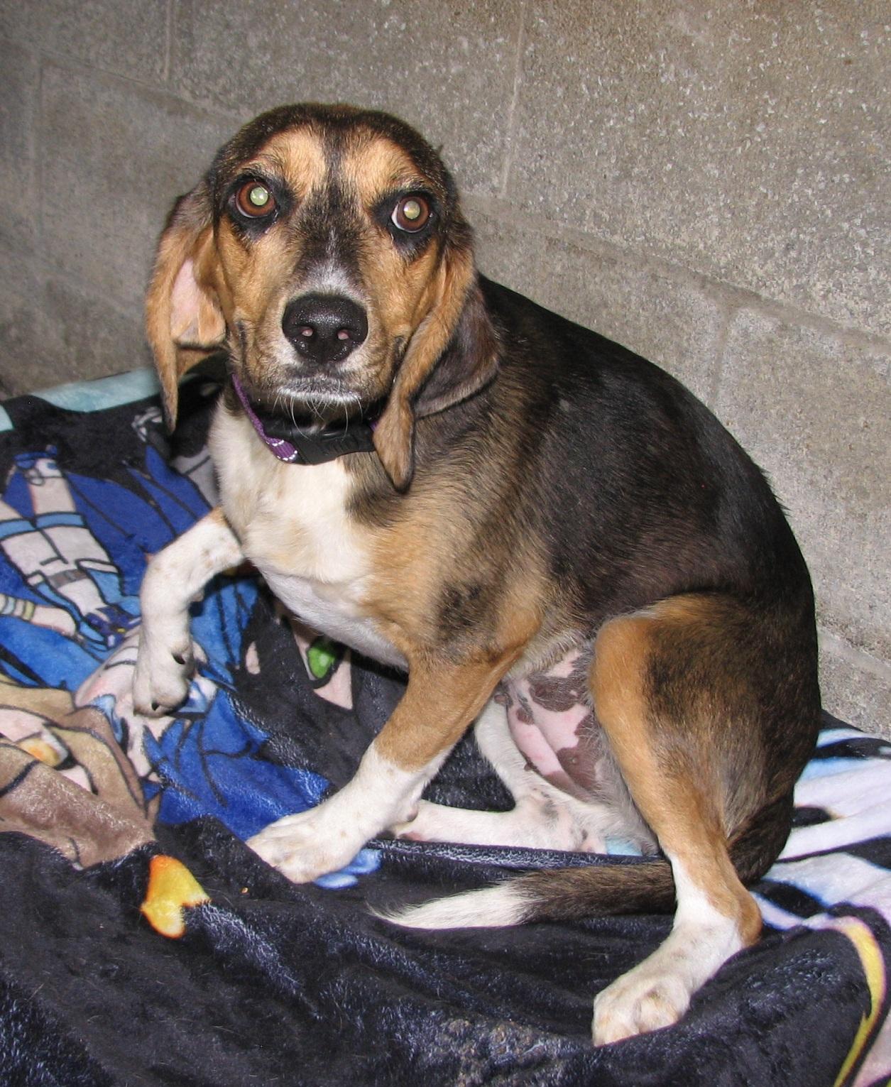 Enlarge Ariel, a ADOPTABLE Beagle in Lawrenceburg, KY image 6/6