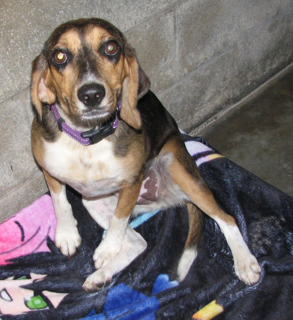 Enlarge Ariel, a ADOPTABLE Beagle in Lawrenceburg, KY image 3/6