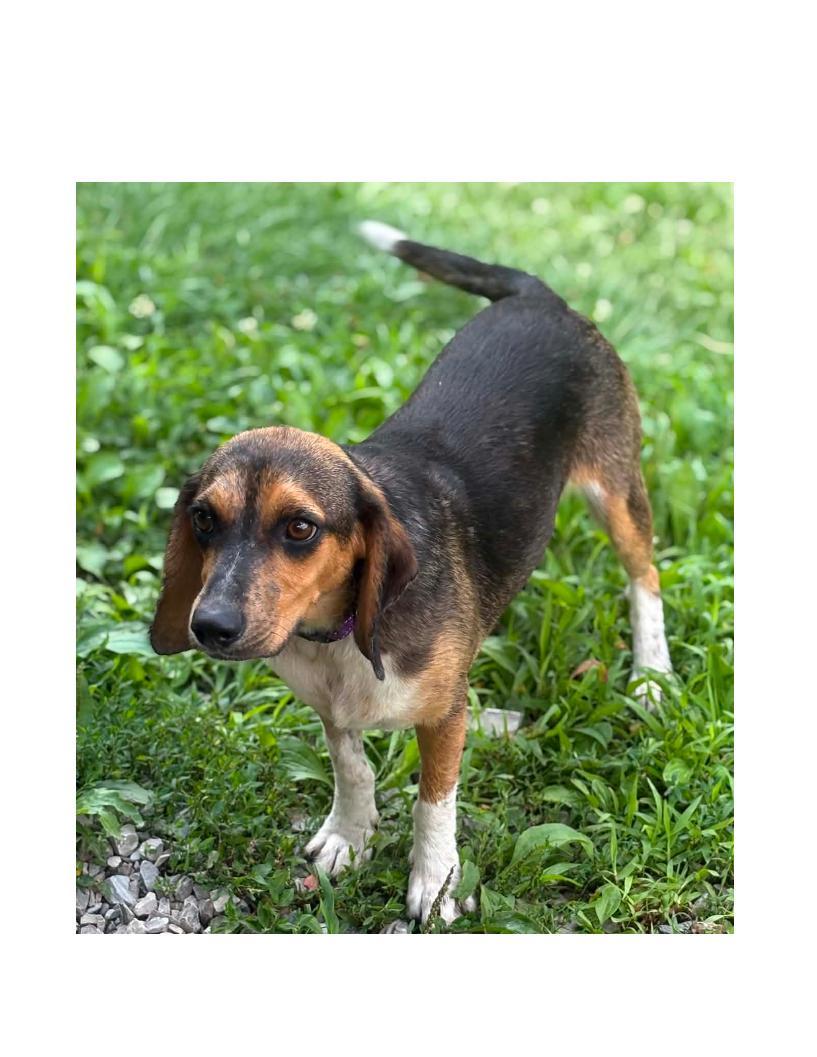 Ariel, a ADOPTABLE Beagle in Lawrenceburg, KY image 3/3