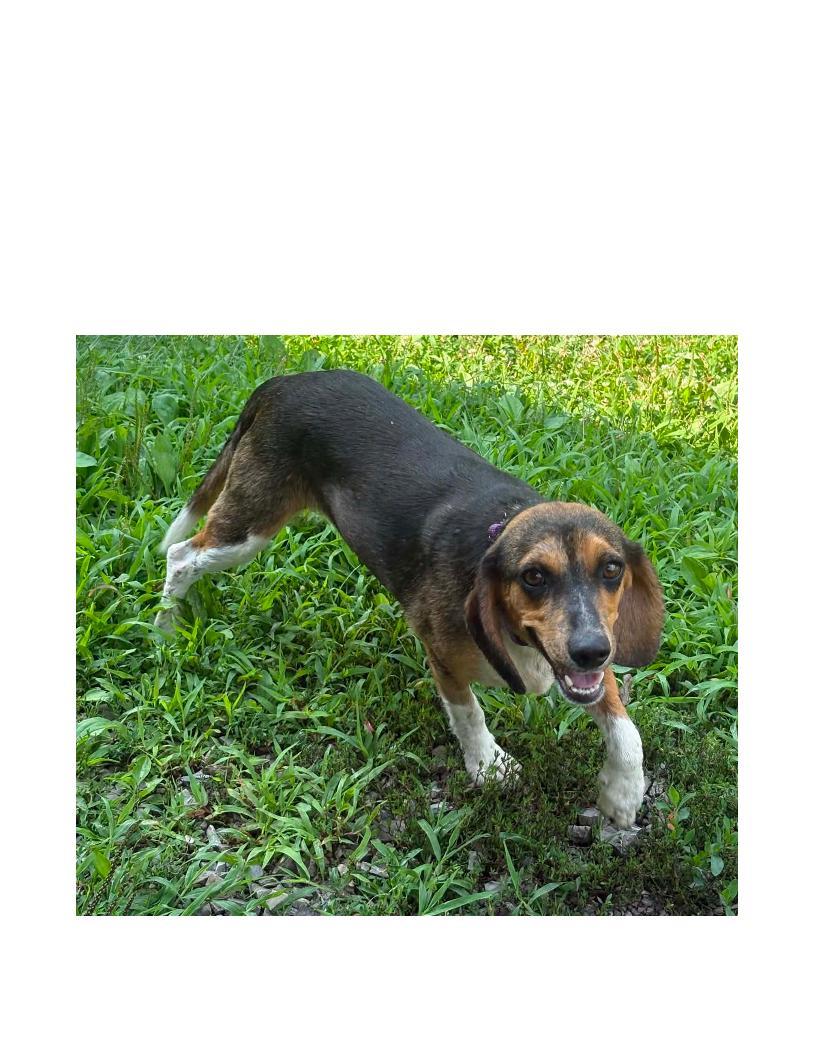 Ariel, a ADOPTABLE Beagle in Lawrenceburg, KY image 2/3