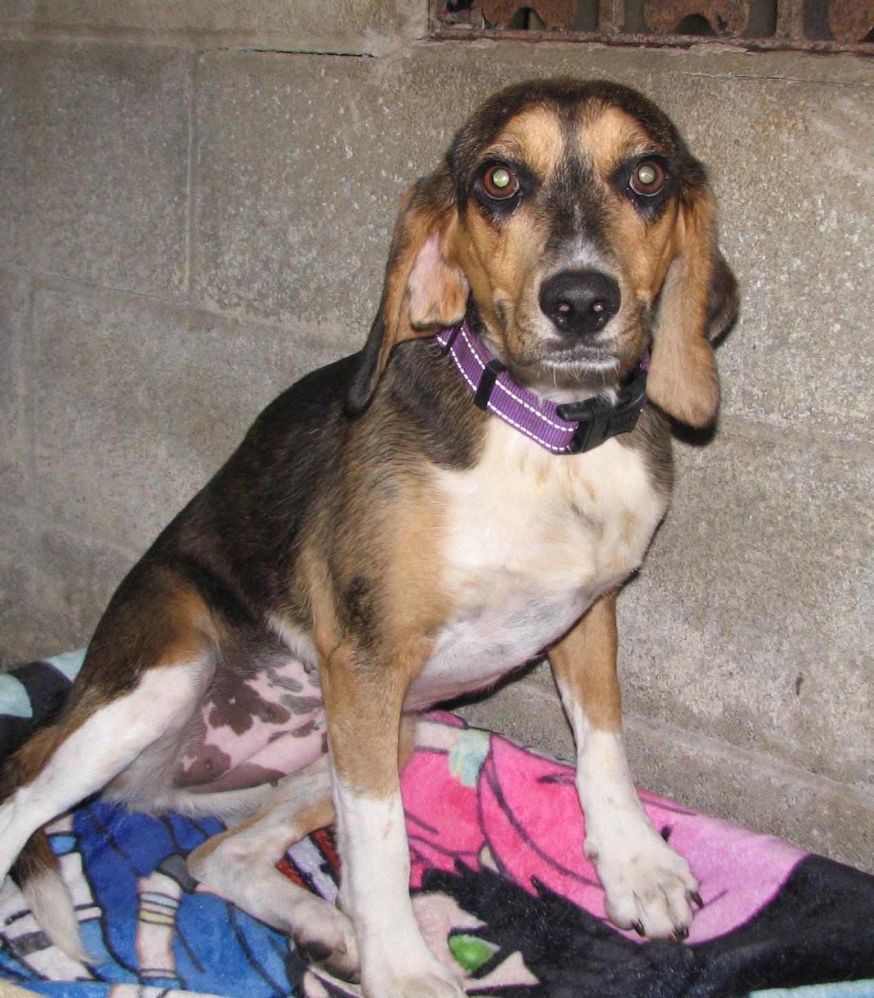 Enlarge Ariel, a ADOPTABLE Beagle in Lawrenceburg, KY image 5/6