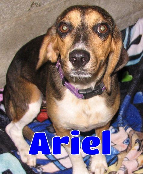Enlarge Ariel, a ADOPTABLE Beagle in Lawrenceburg, KY image 1/6