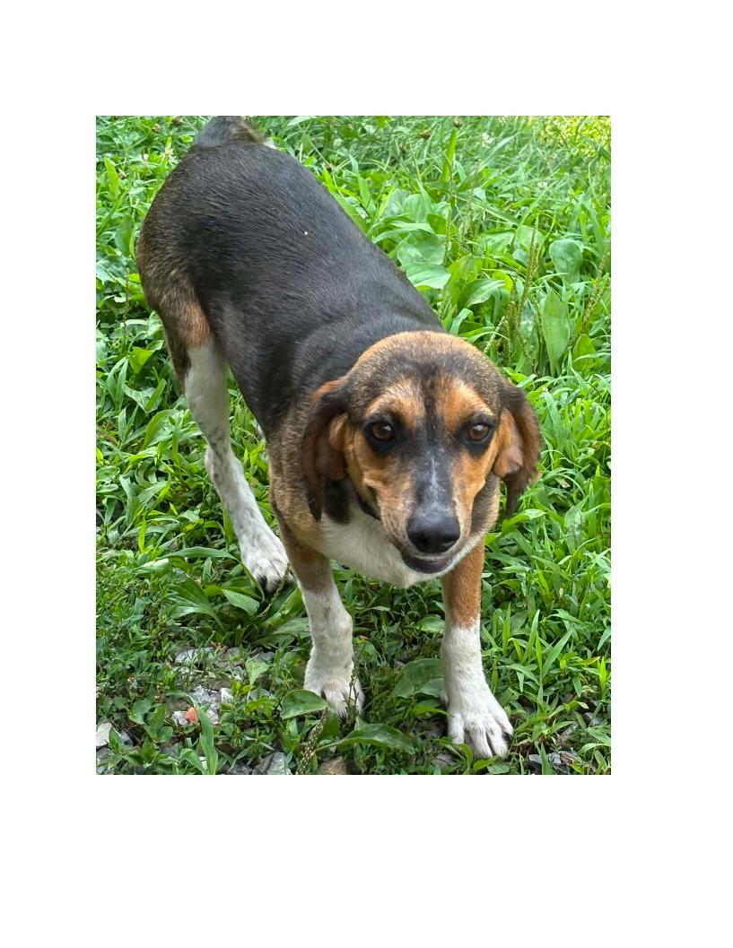 Ariel, ADOPTABLE, Adult Female Beagle.