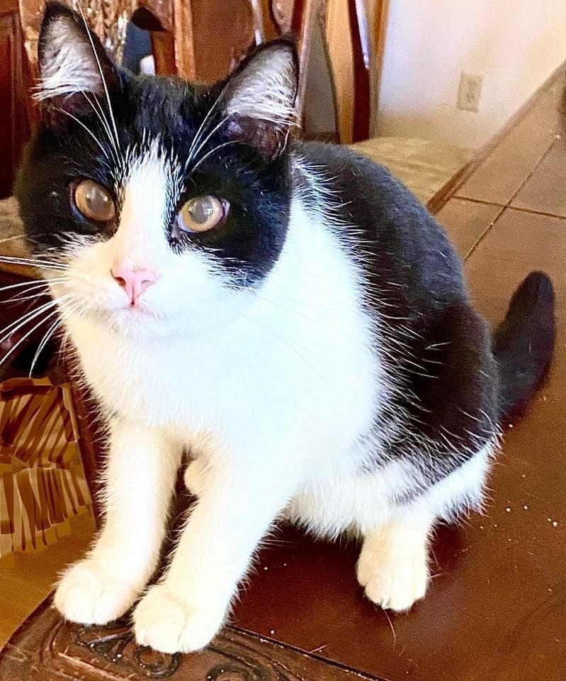 Enlarge Justice, a Adoptable Domestic Short Hair in Vallejo, CA image 1/12