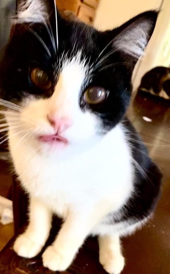 Enlarge Justice, a Adoptable Domestic Short Hair in Vallejo, CA image 2/12