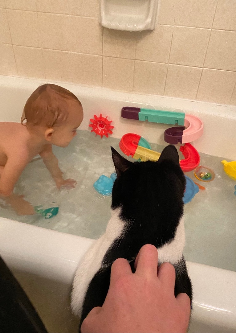 Justice, Adoptable, Adult Male Domestic Short Hair.