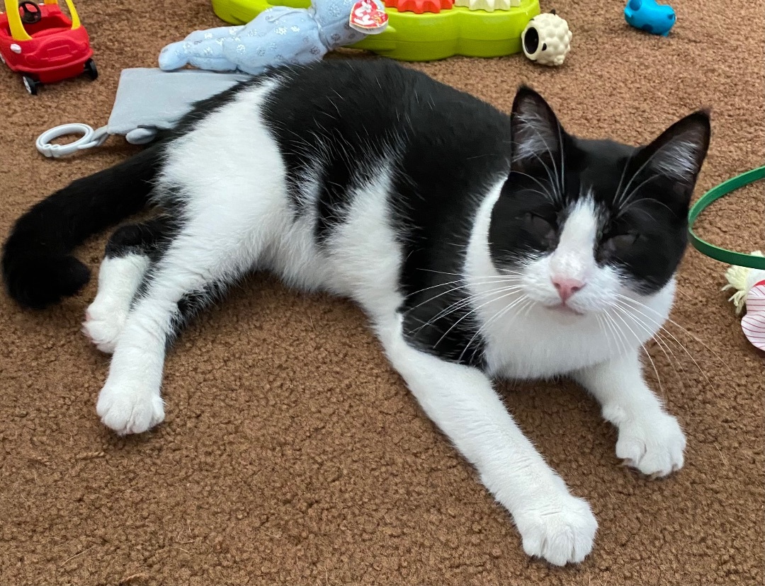 Enlarge Justice, a Adoptable Domestic Short Hair in Vallejo, CA image 4/12