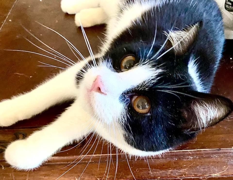 Enlarge Justice, a Adoptable Domestic Short Hair in Vallejo, CA image 5/12