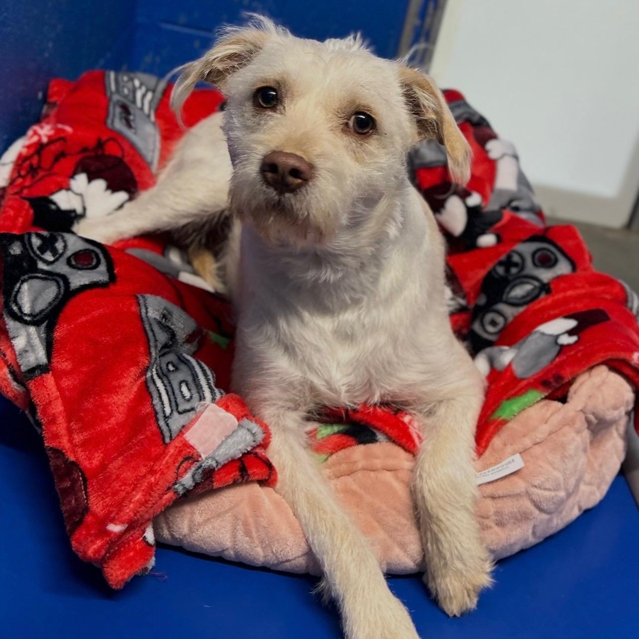 White, Adoptable, Young Male Wirehaired Terrier.