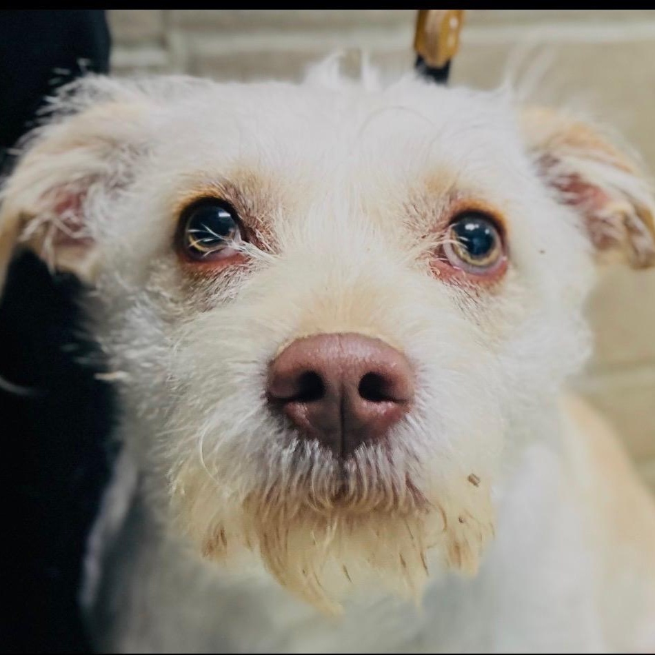 Enlarge White, a Adoptable mixed breed in Cedarburg, WI image 3/3