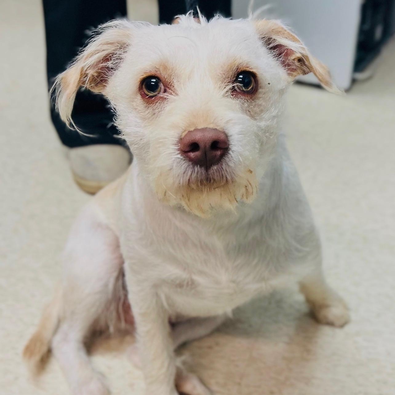 Enlarge White, a Adoptable mixed breed in Cedarburg, WI image 2/3