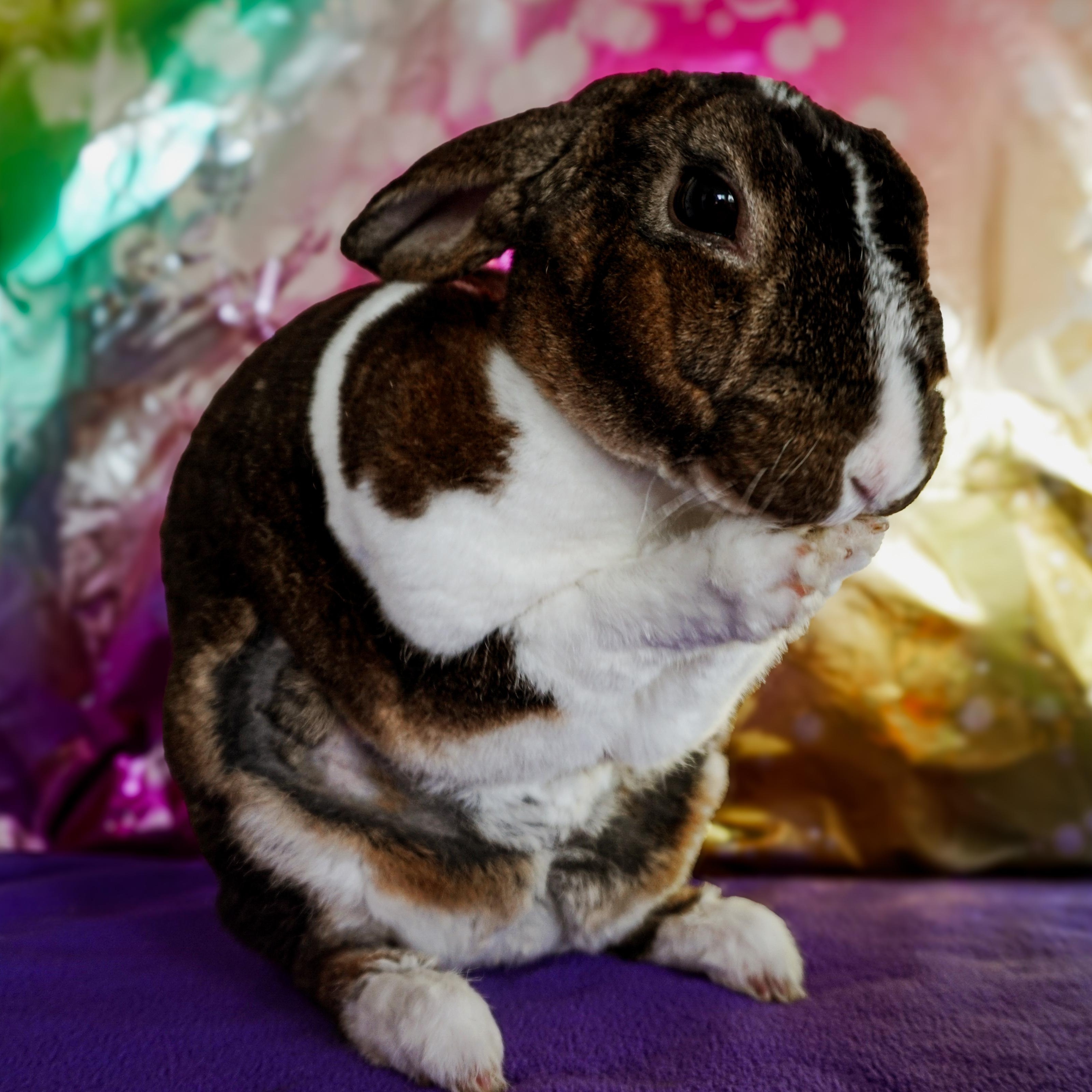 Enlarge Alice, a ADOPTABLE mixed breed in Long Beach, CA image 3/3