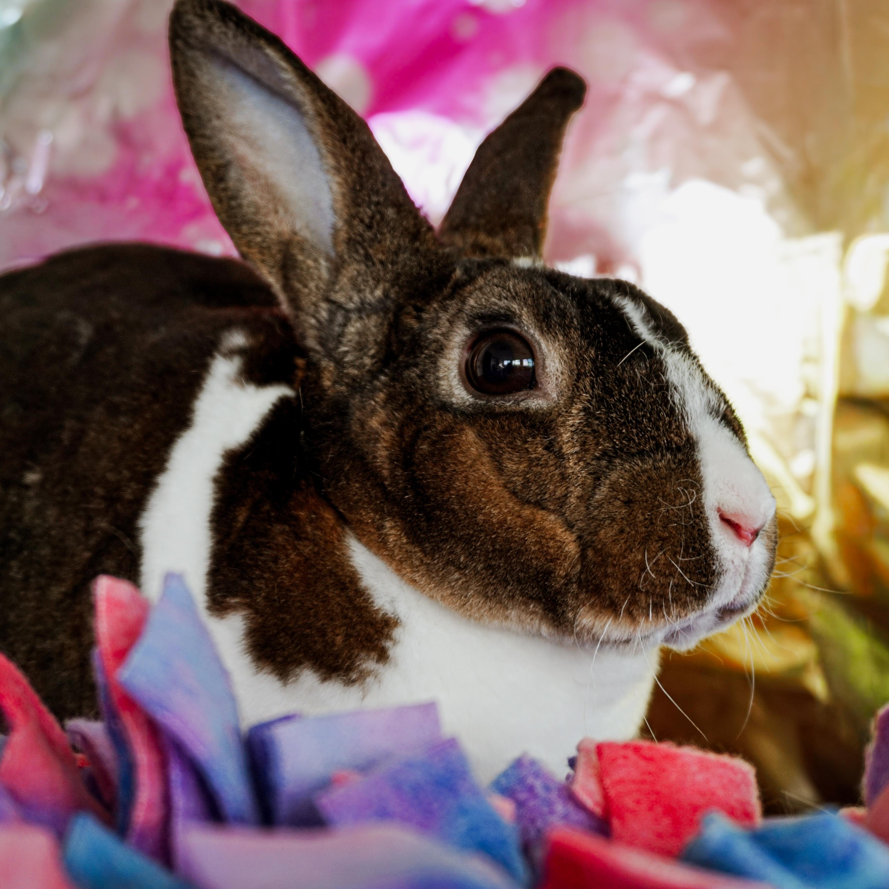 Enlarge Alice, a ADOPTABLE mixed breed in Long Beach, CA image 1/3